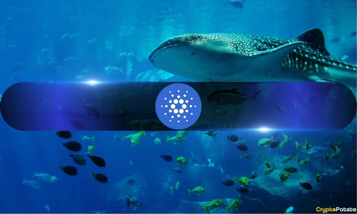 Cardano chịu áp lực: Hoạt động mạng giảm làm tăng thêm mối lo ngại về hoạt động bán hàng của ADA