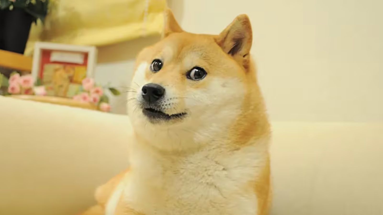 DogeOS ra mắt testnet để đưa hợp đồng thông minh EVM vào Dogecoin