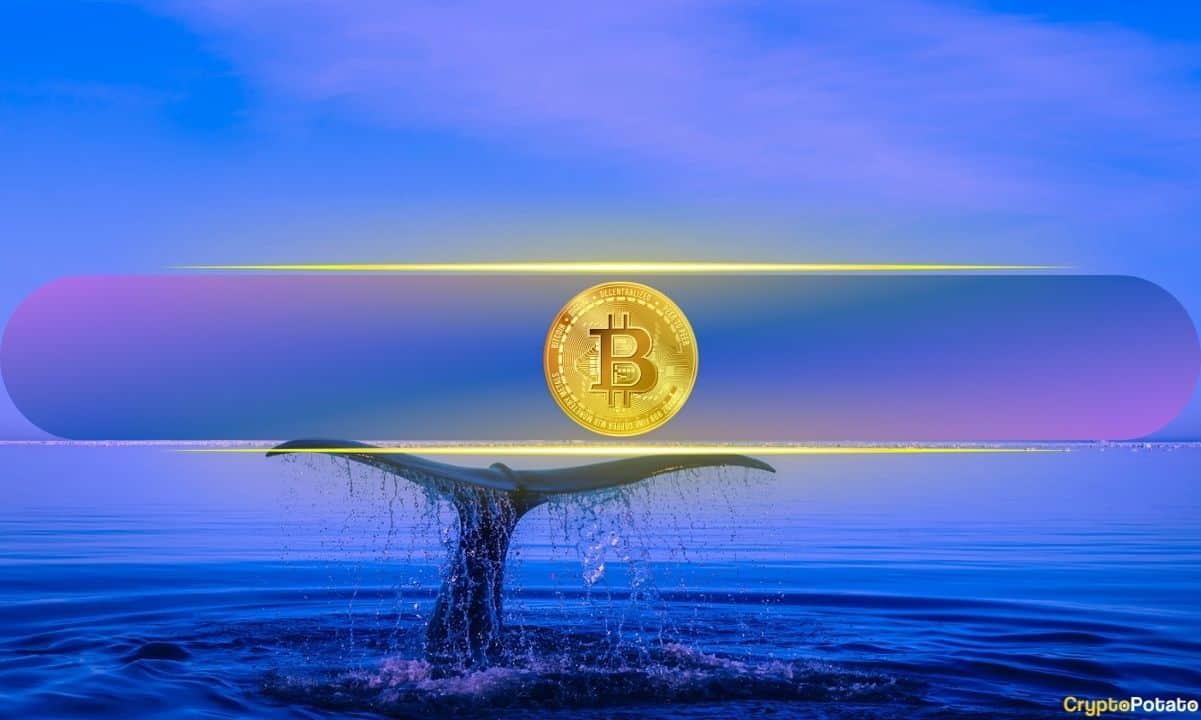 Những người nắm giữ Bitcoin lớn nhất tăng cường mua trong khi các nhà giao dịch bán lẻ vẫn không thay đổi