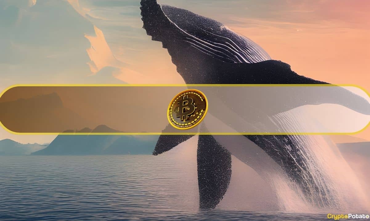 Cá voi Bitcoin đã mua mức giảm – Bây giờ họ đang tăng gấp đôi sau cuộc biểu tình